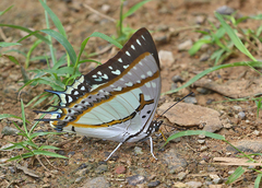 Polyura eudamippus