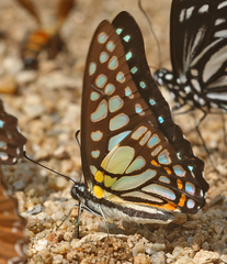 Graphium chironides