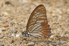 Graphium macareus
