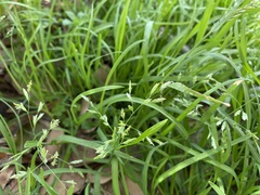 Poaceae
