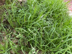 Poaceae