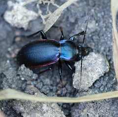 Carabus violaceus aurolimbatus