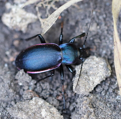 Carabus violaceus aurolimbatus