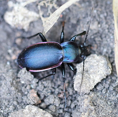 Carabus violaceus aurolimbatus