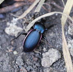 Carabus violaceus aurolimbatus