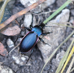 Carabus violaceus aurolimbatus