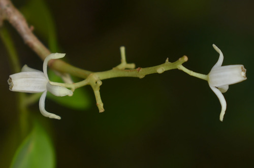 Goniocheton arborescens