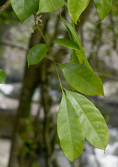 Dysoxylum arborescens
