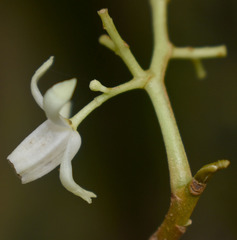 Dysoxylum arborescens
