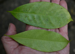 Dysoxylum arborescens