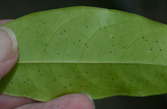 Dysoxylum arborescens