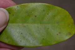 Dysoxylum arborescens