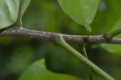 Dysoxylum arborescens