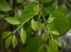 Dysoxylum arborescens