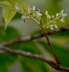 Dysoxylum arborescens