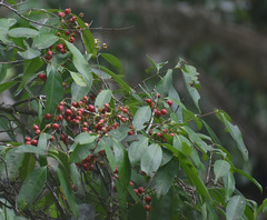 Syzygium tierneyanum