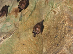 Hipposideros