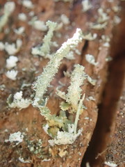 Cladonia rigida