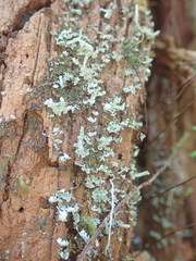 Cladonia rigida