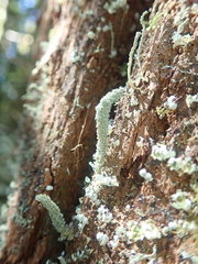 Cladonia rigida