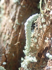 Cladonia rigida