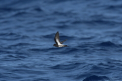 Fregetta maoriana