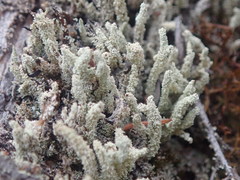 Cladonia rigida