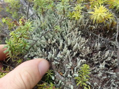 Cladonia rigida