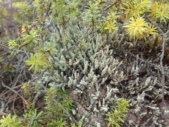 Cladonia rigida