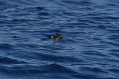 Fregetta maoriana