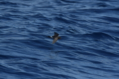 Fregetta maoriana