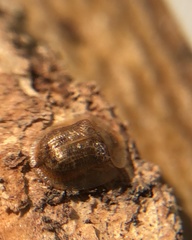 Cassida
