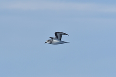 Pterodroma nigripennis