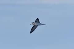 Pterodroma nigripennis