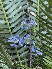 Encephalartos natalensis