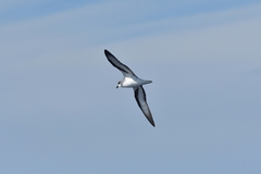 Pterodroma nigripennis