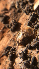 Cassida