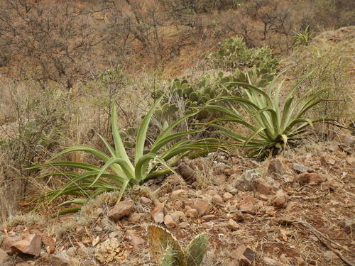 Image of Agave vilmoriniana by (c) Jonathan Rodriguez, some rights reserved (CC BY)