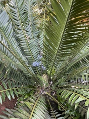 Encephalartos natalensis