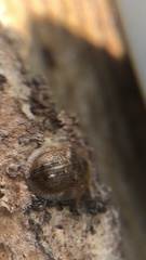 Cassida