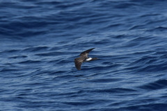 Fregetta maoriana