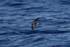 Fregetta maoriana