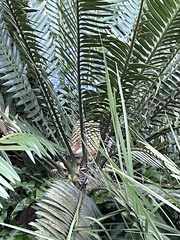 Encephalartos natalensis