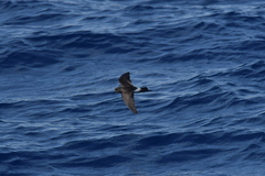 Fregetta maoriana