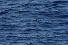 Fregetta maoriana