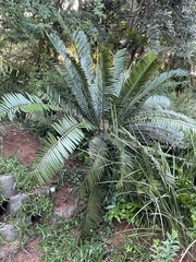 Encephalartos natalensis
