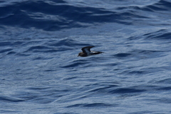 Fregetta maoriana