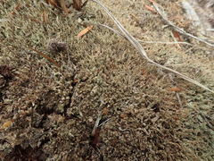 Cladonia rigida