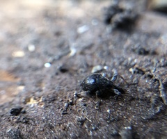 Nanophyinae