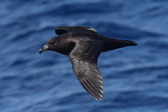 Procellaria parkinsoni
